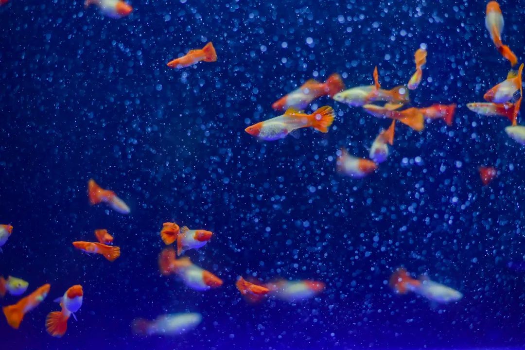 市集改造設(shè)計(jì)